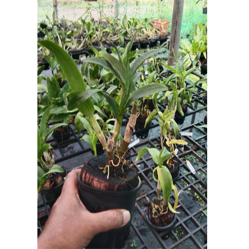 Dendrobium Airy New Normal Dendrobium Airy New Normal